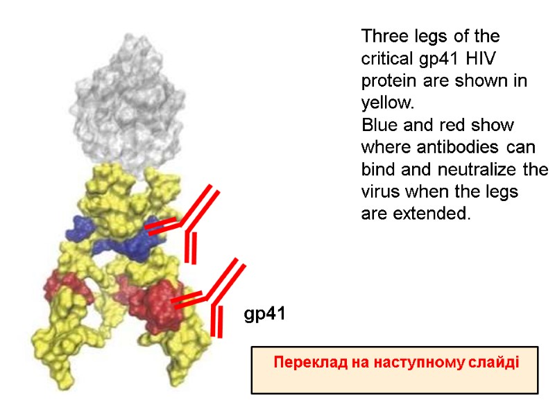 Three legs of the critical gp41 HIV protein are shown in yellow. Blue and